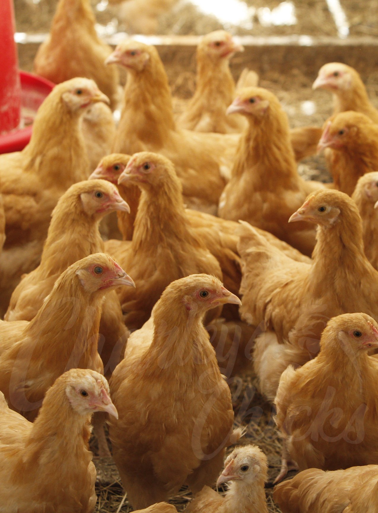 13 WEEK BUFF ORPINGTON.jpg