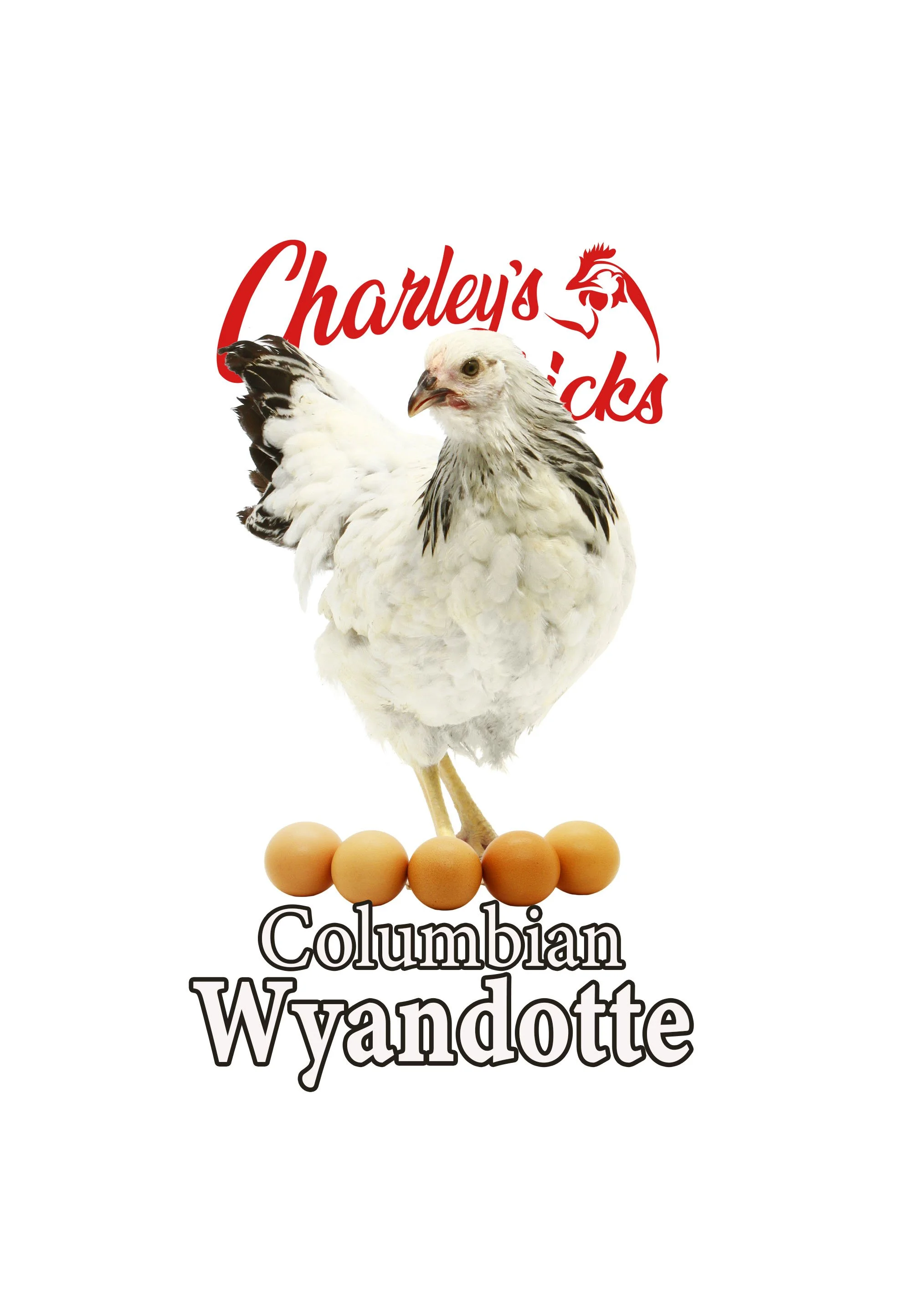 Columbian Wyandotte - Oct 24 Pickup