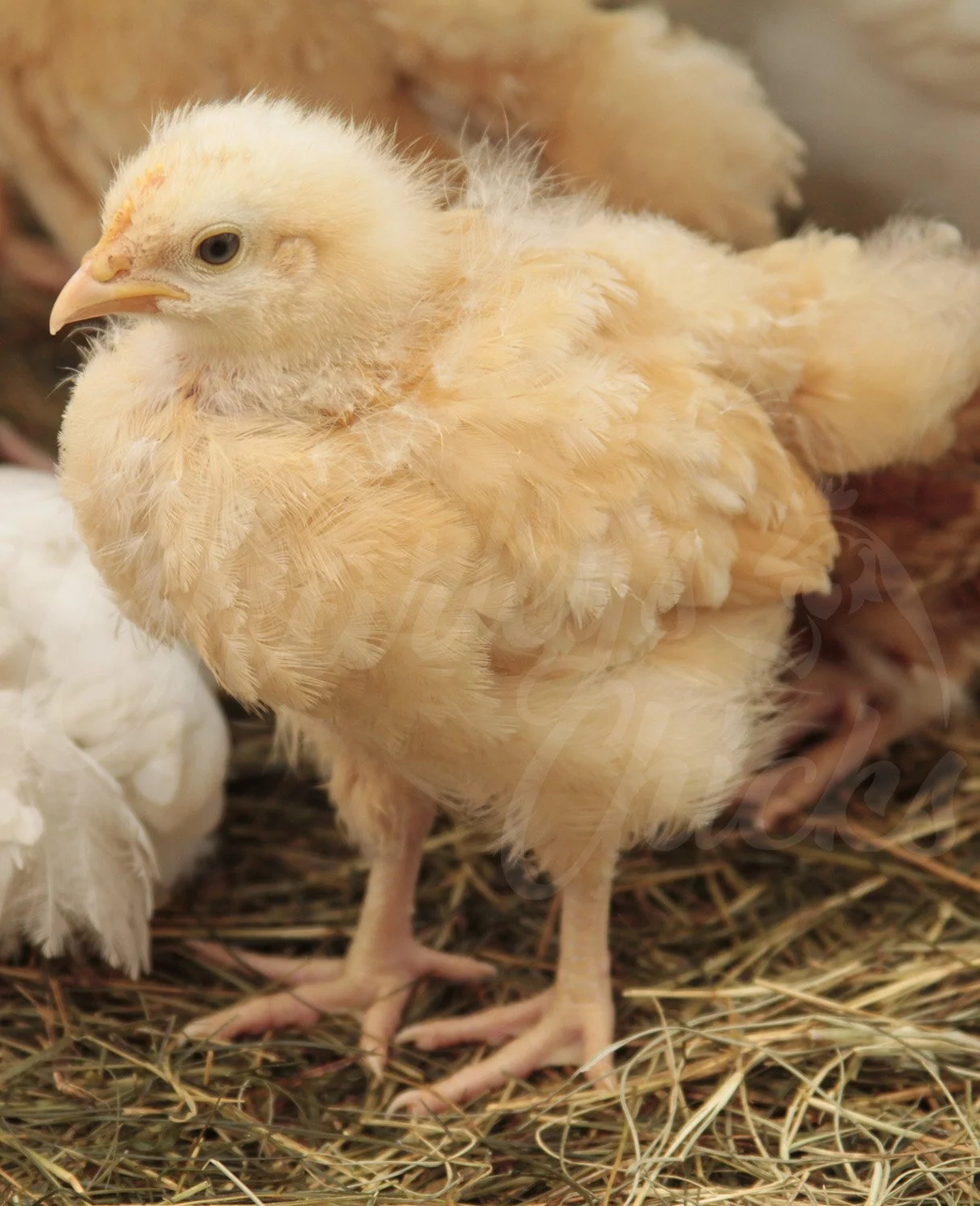 4 WEEK BUFF ORPINGTON.jpg