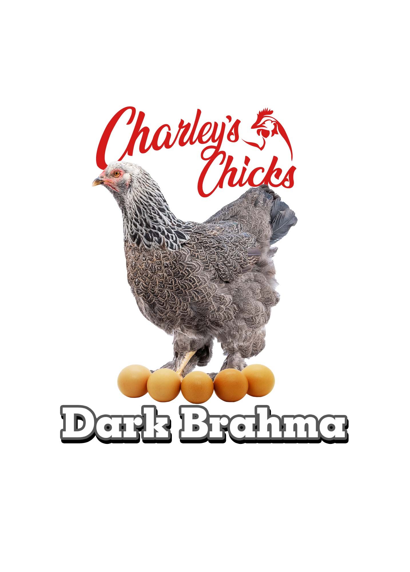 DARK BRAHMA RTL GRAPHIC.jpg