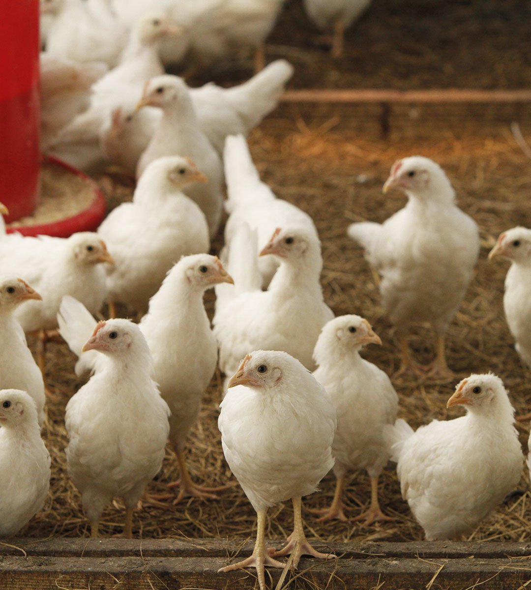 WHITE LEGHORN STARTED PULLET_01.jpg
