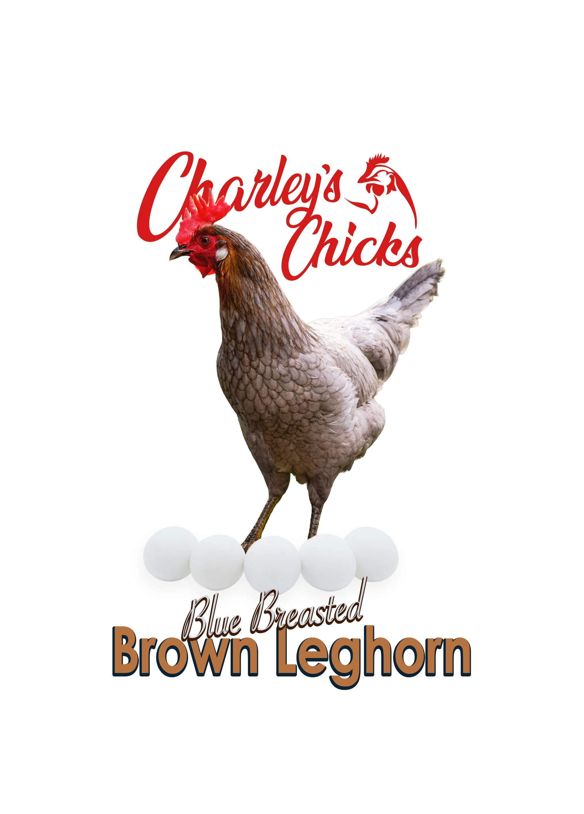 Blue Breasted Brown Leghorn - June 13 Pickup