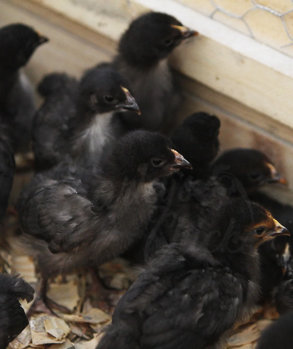 BLACK SEX LINK 2 WEEKS.jpg