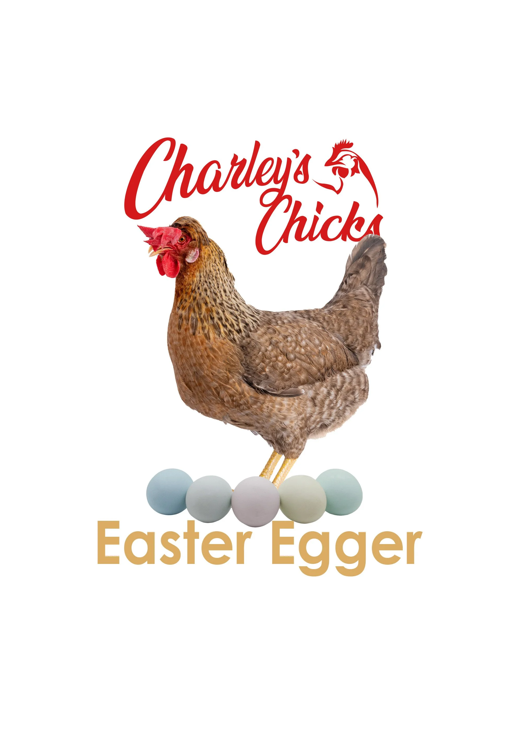 Easter Egger - April 18 Pickup