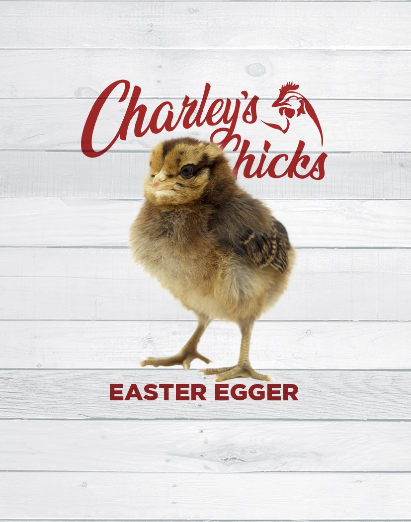 Easter Egger Chick