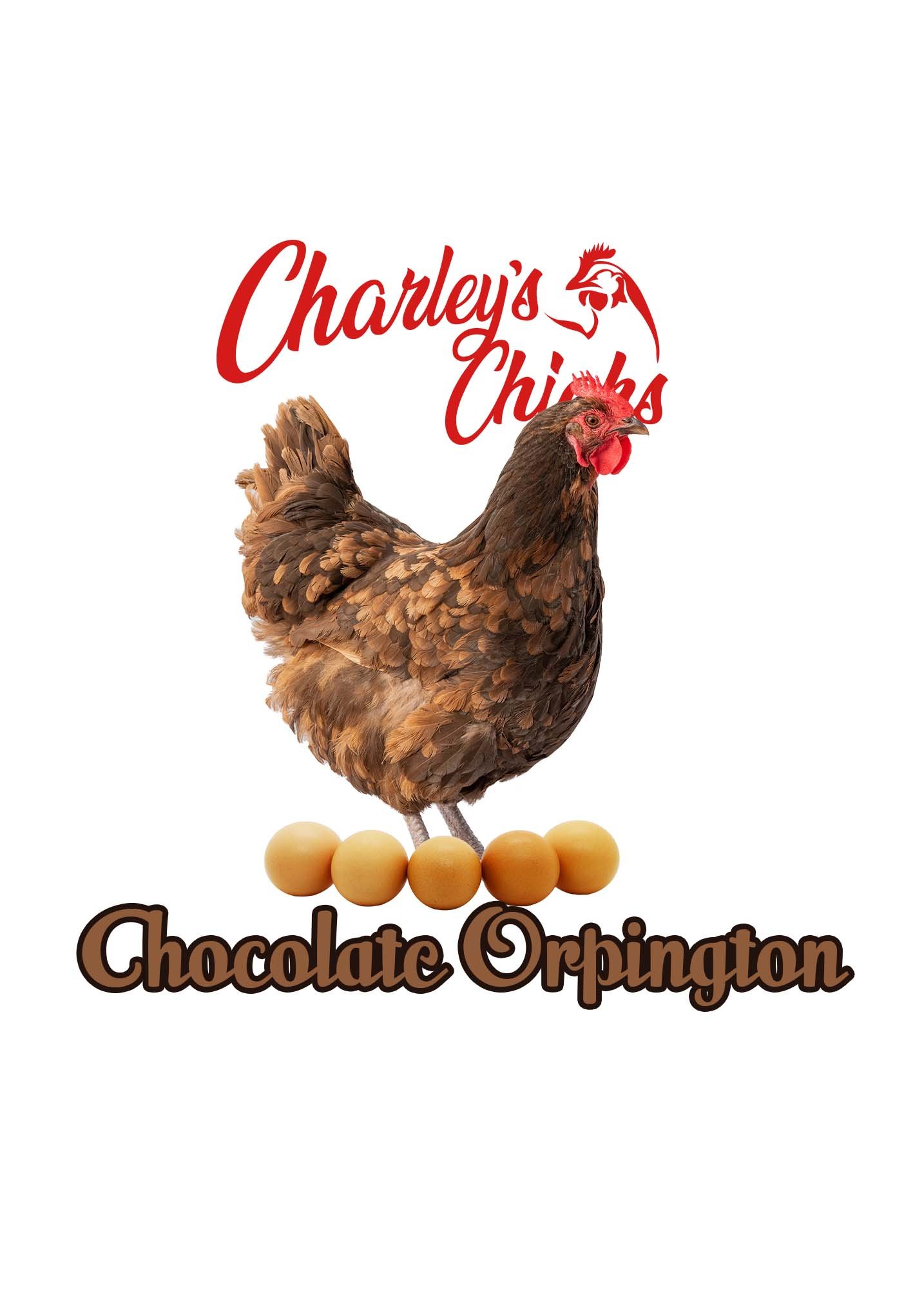 CHOCOLATE ORPINGTON_RTL GRAPHIC.jpg