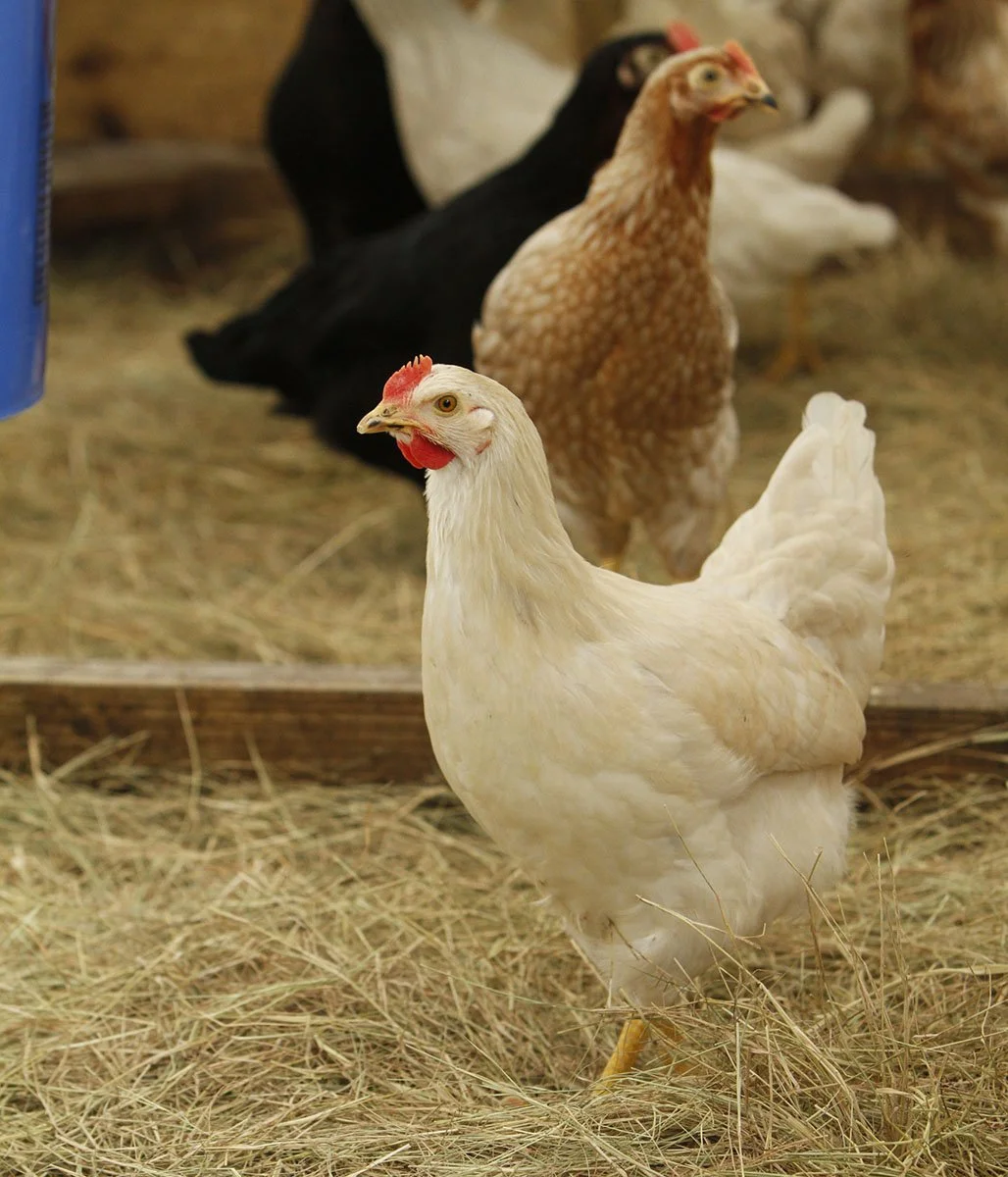 EASTER EGGER PULLETS_02.jpg