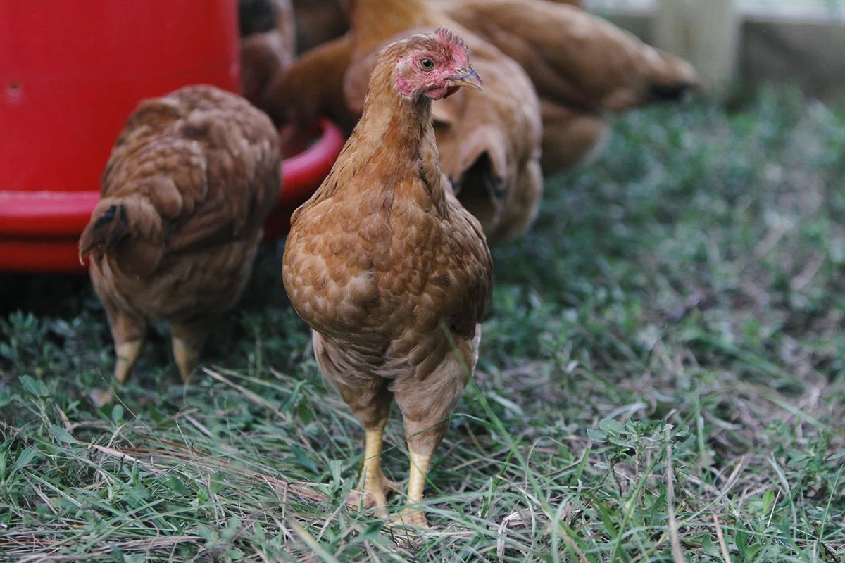 FREEDOM RANGERS ADULT.jpg