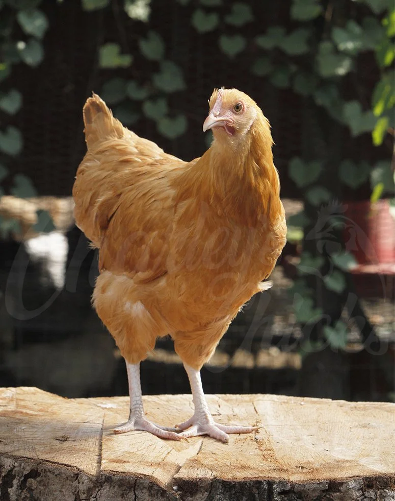 16 WEEK BUFF ORPINGTON.jpg