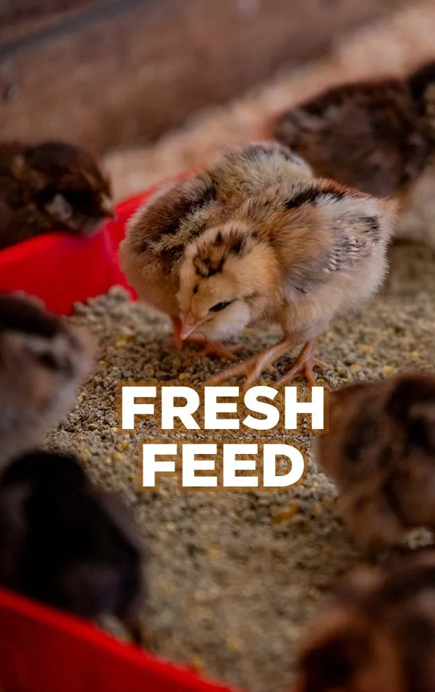 Chick Care — Charley's Chicks