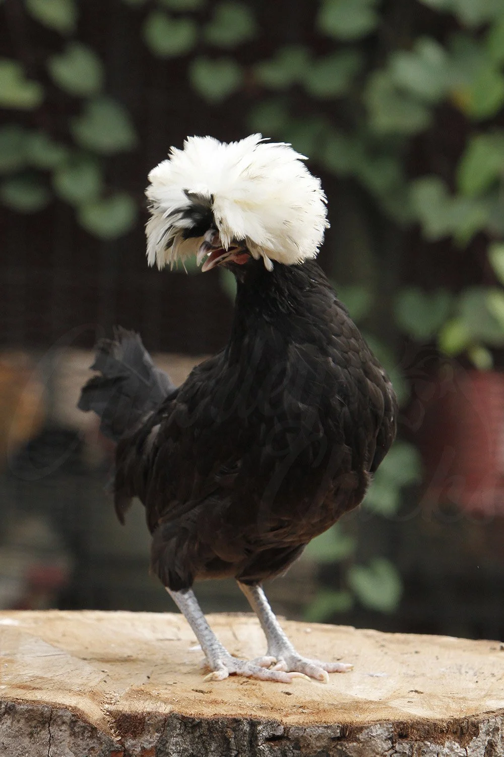 WHITE CRESTED BLACK POLISH_01.jpg