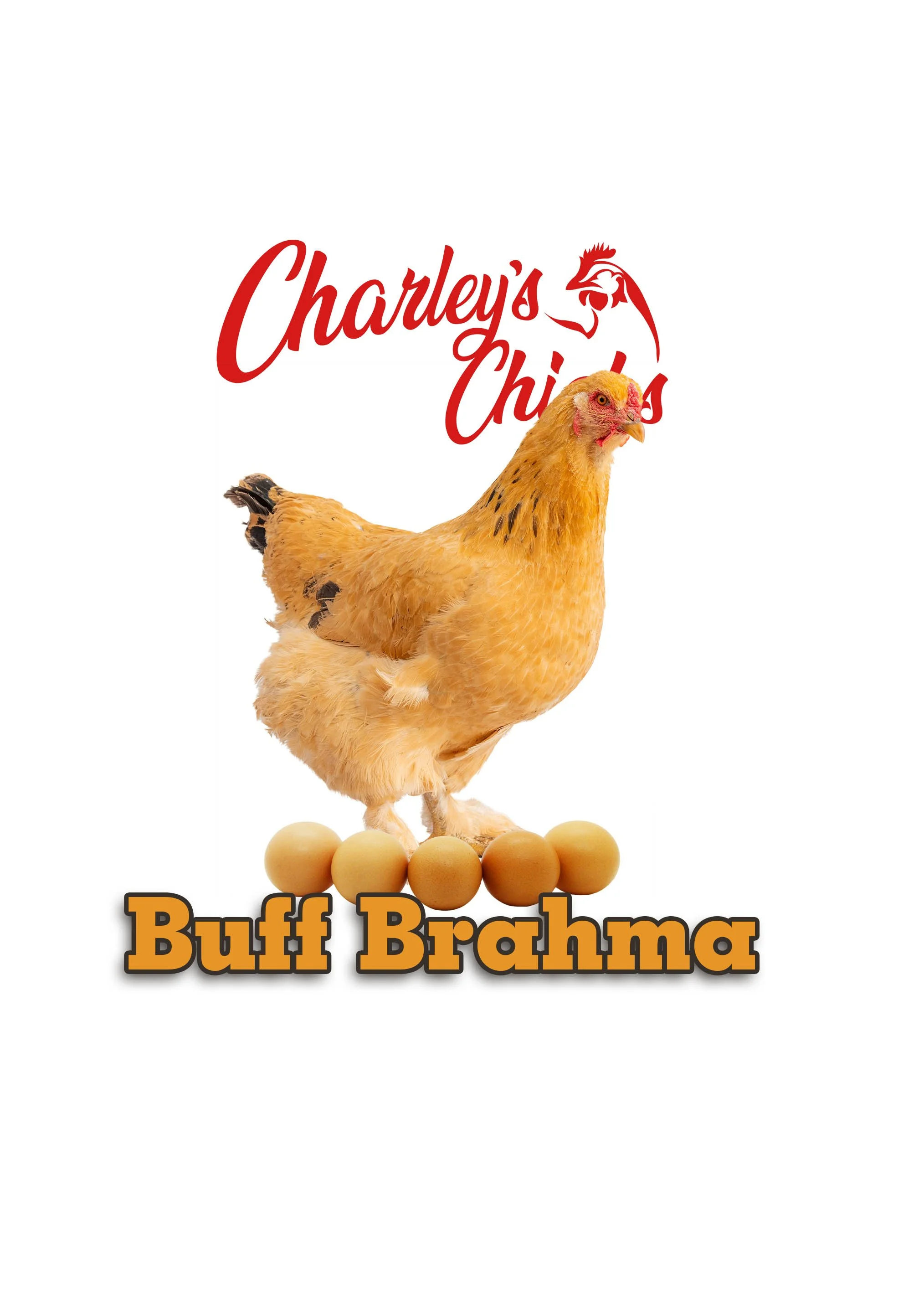 BUFF BRAHMA_RTL.jpg
