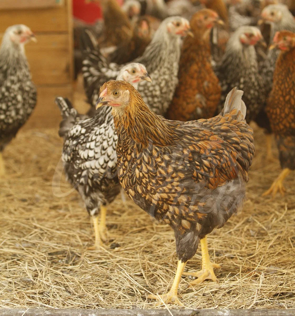 BLUE LACED GOLD_02.jpg