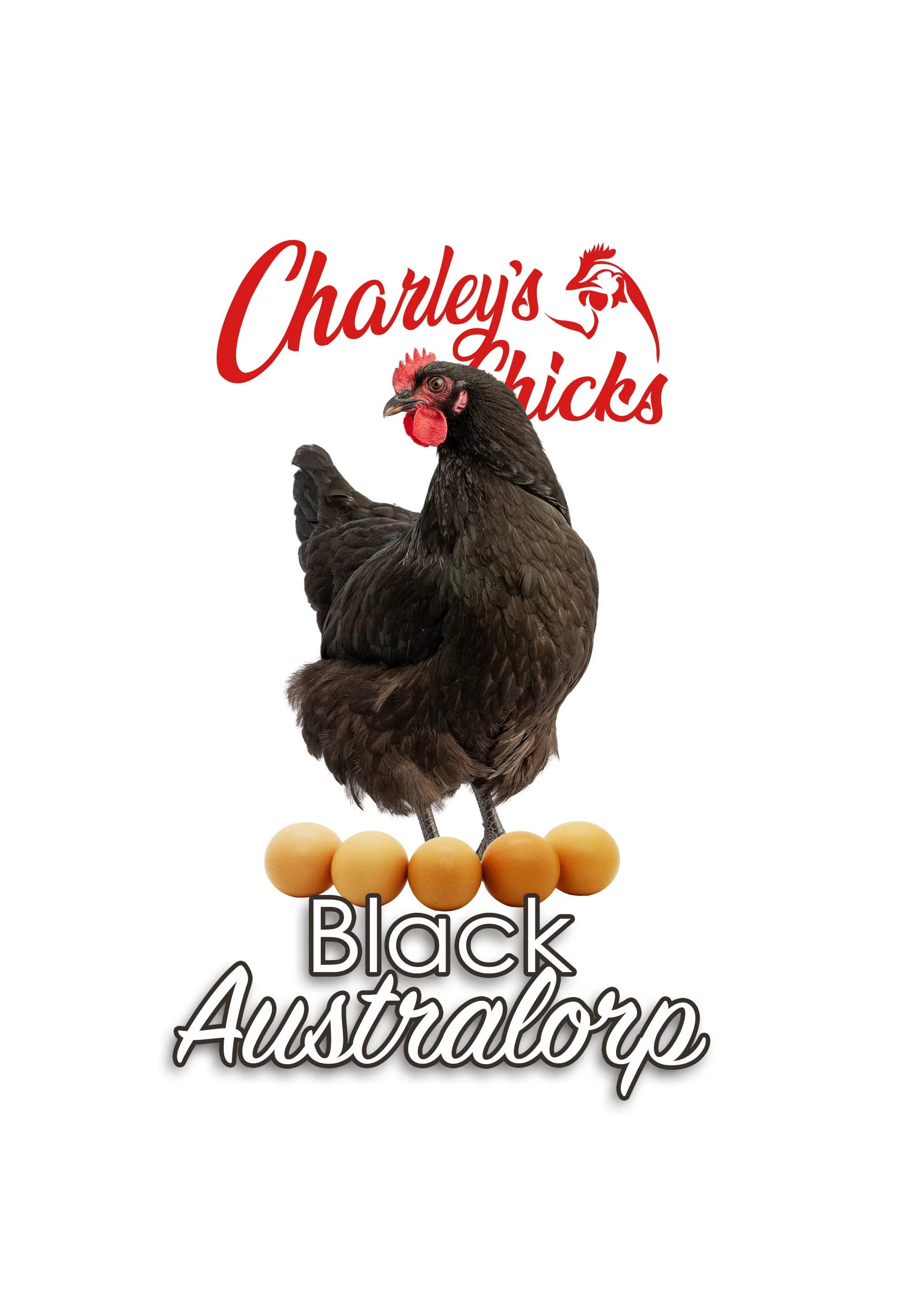 BLACK AUSTRALORP_RTL.jpg