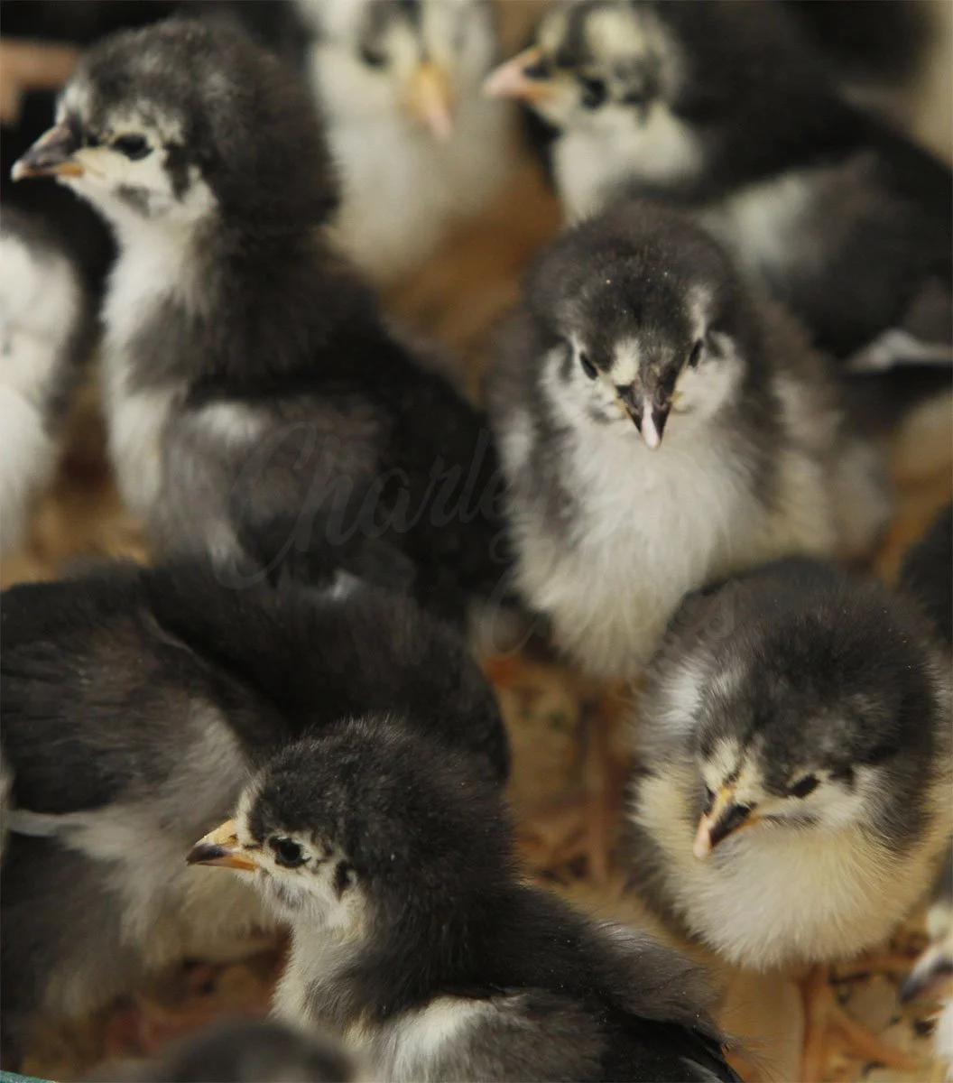 BLACK AUSTRALORP CHICKS_01.jpg