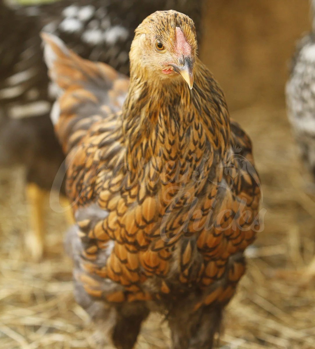 BLUE LACED GOLD_01.jpg