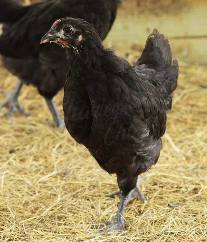 BLACK AUSTRALORP_JUVENILE.jpg
