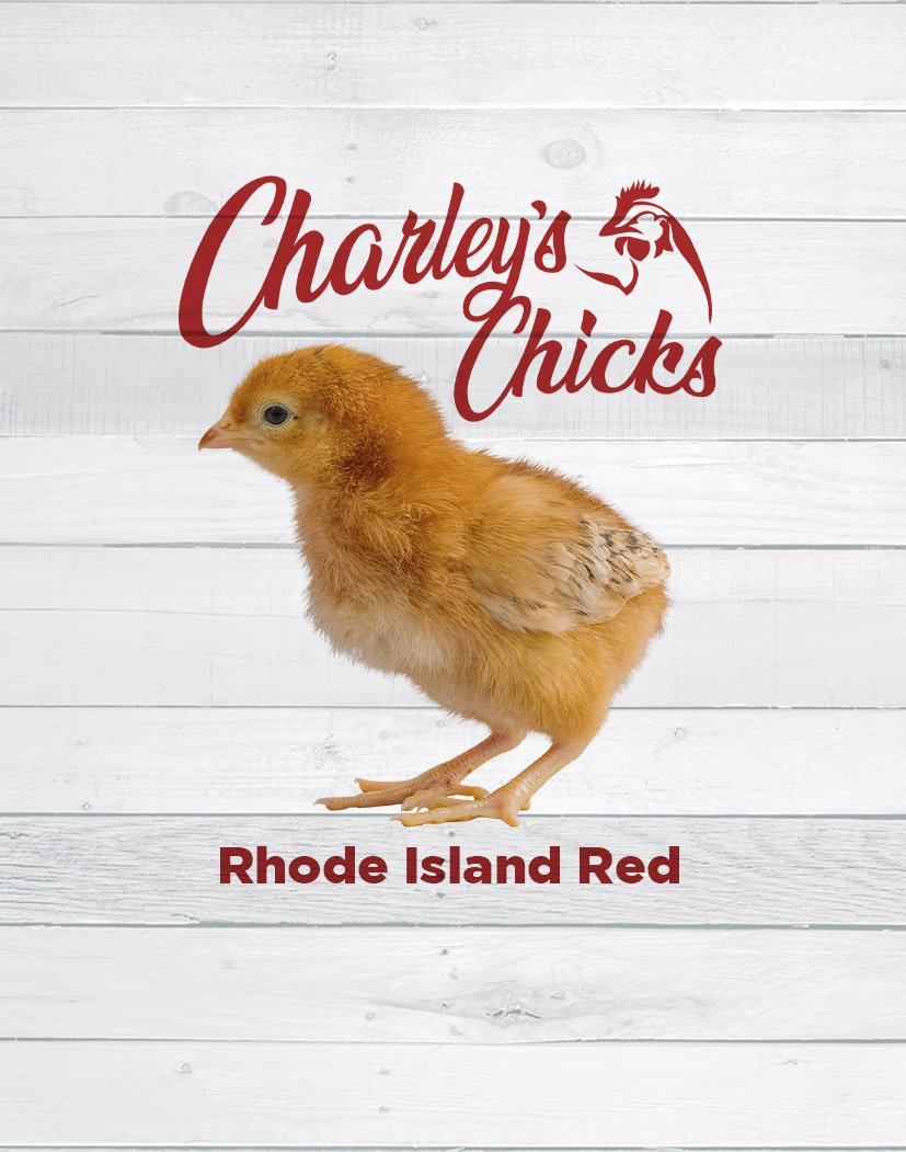 Rhode Island Red Chick
