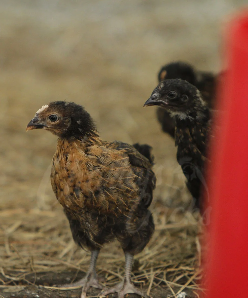 BLACK SEX LINK 5 WEEKS.jpg