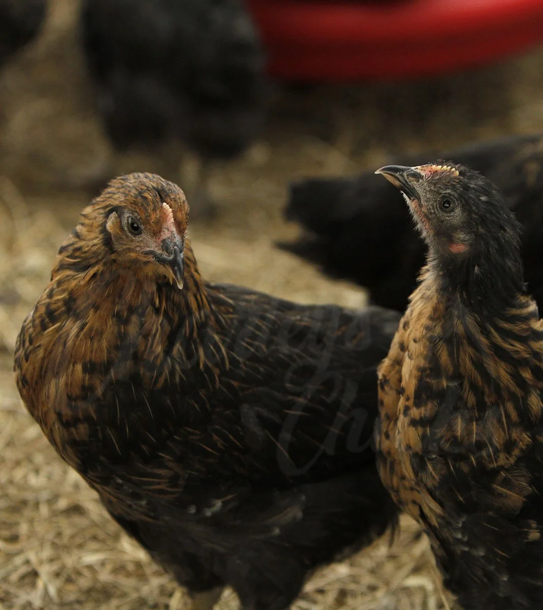 BLACK SEX LINK 8 WEEKS.jpg