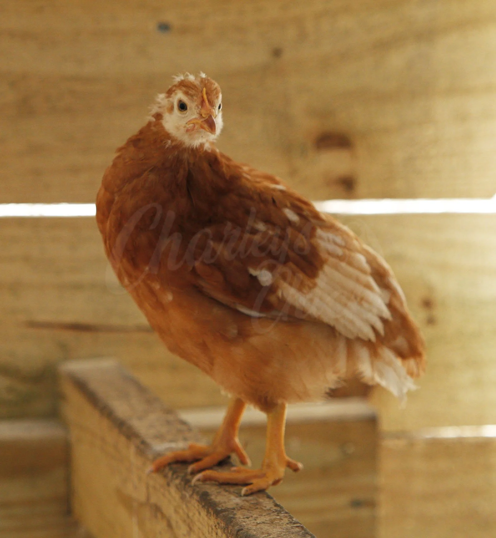 GOLDEN COMET 8 WEEKS.jpg