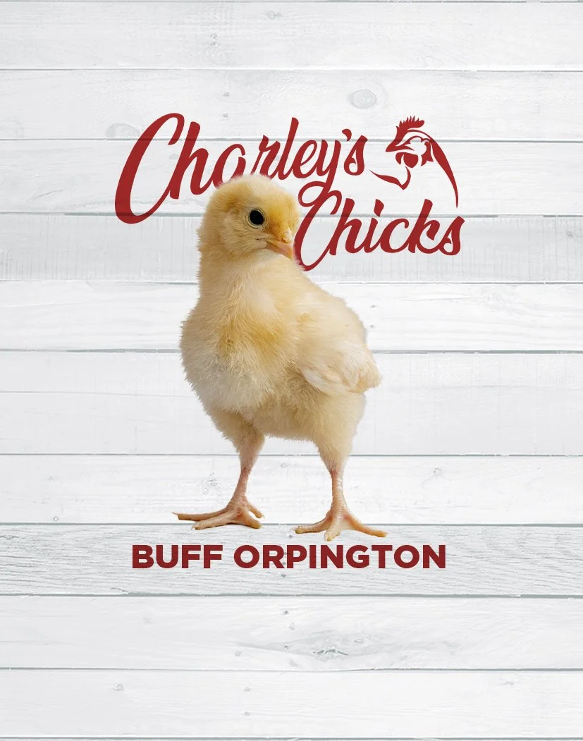 BUFF ORPINGTON_SITE FEATURED IMAGE.jpg