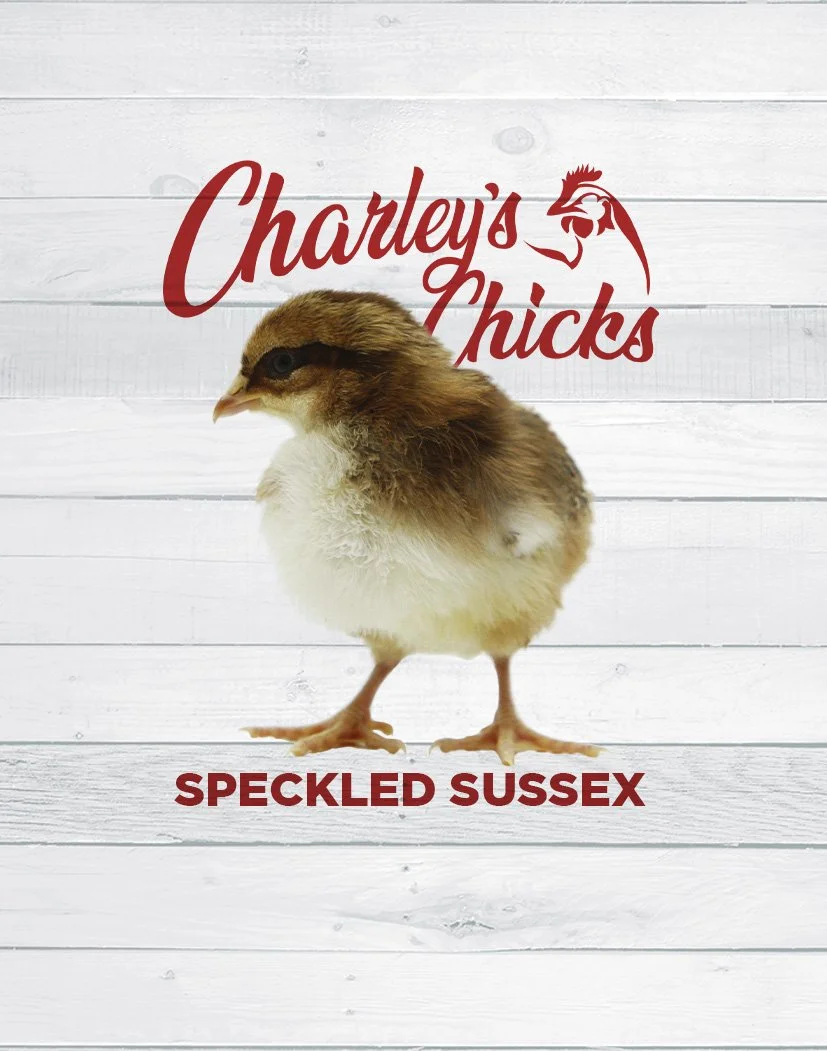 Speckled Sussex Chick
