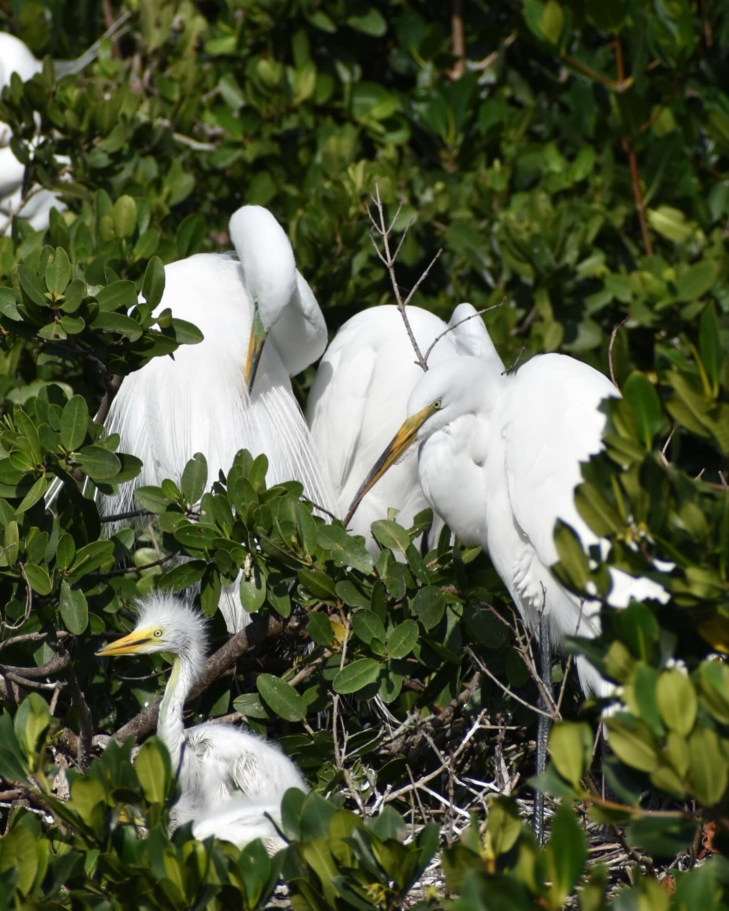 Spring time means baby birds and breeding plumage! 🪶🌼Get ready for an adventure-packed eco-vessel tour through our vibrant mangrove forests, where you&rsquo;ll witness stunning shorebirds and get a peak at their growing chicks. Don&rsquo;t miss thi