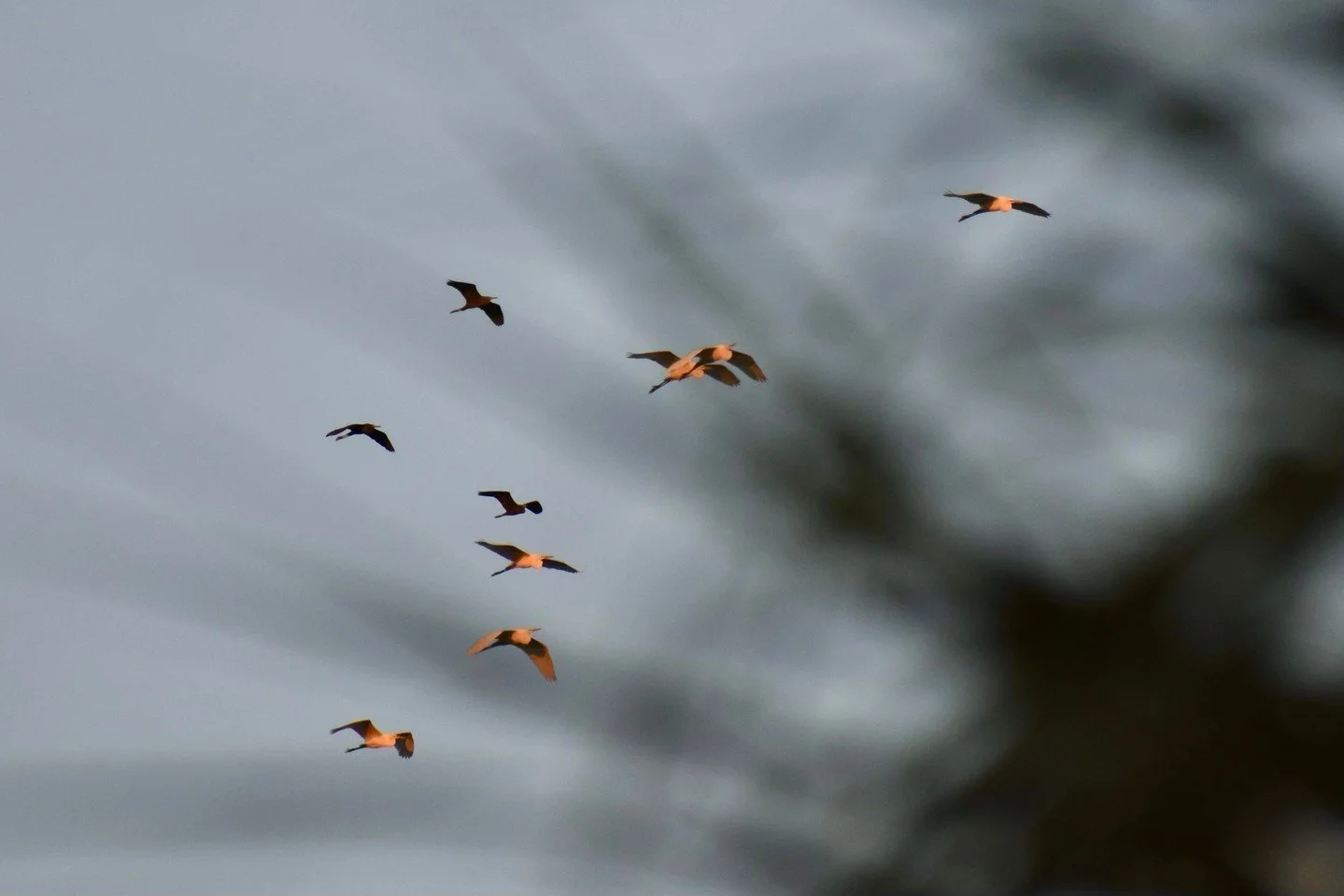 Birding on the Bay with the MFA departs tonight at 4:45! π£ Make it a full day of adventure and discovery! With your birding ticket, you’ll enjoy same-day access to both the Museum of Fine Arts—including the breathtaking Audubon’s B