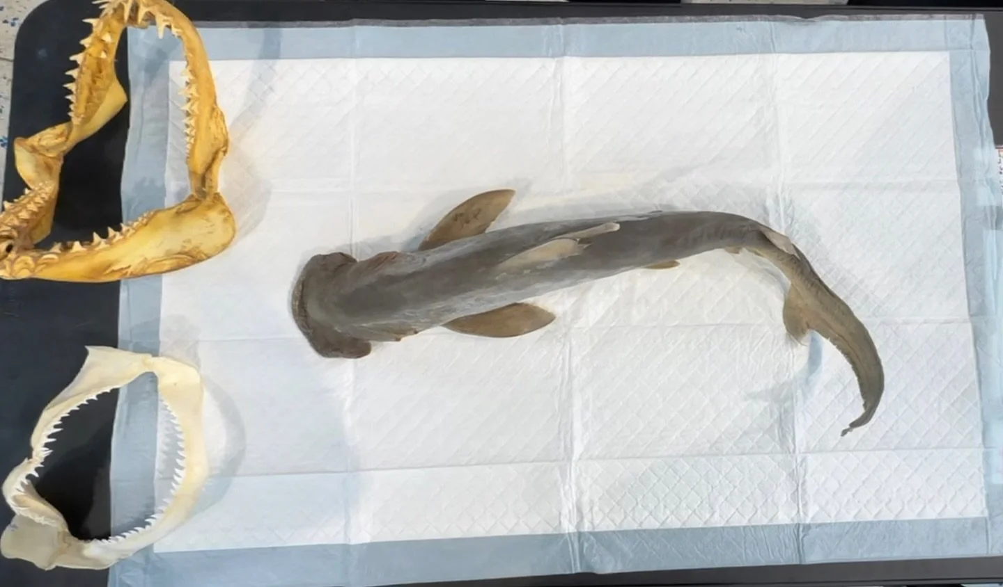 Ready to dive into shark science? π¦ Join us at the Discovery Center this Saturday at 11 AM for a hands-on bonnethead shark dissection! You’ll get to explore the ins and outs of this unique estuary dweller—the only true omnivorous shark s