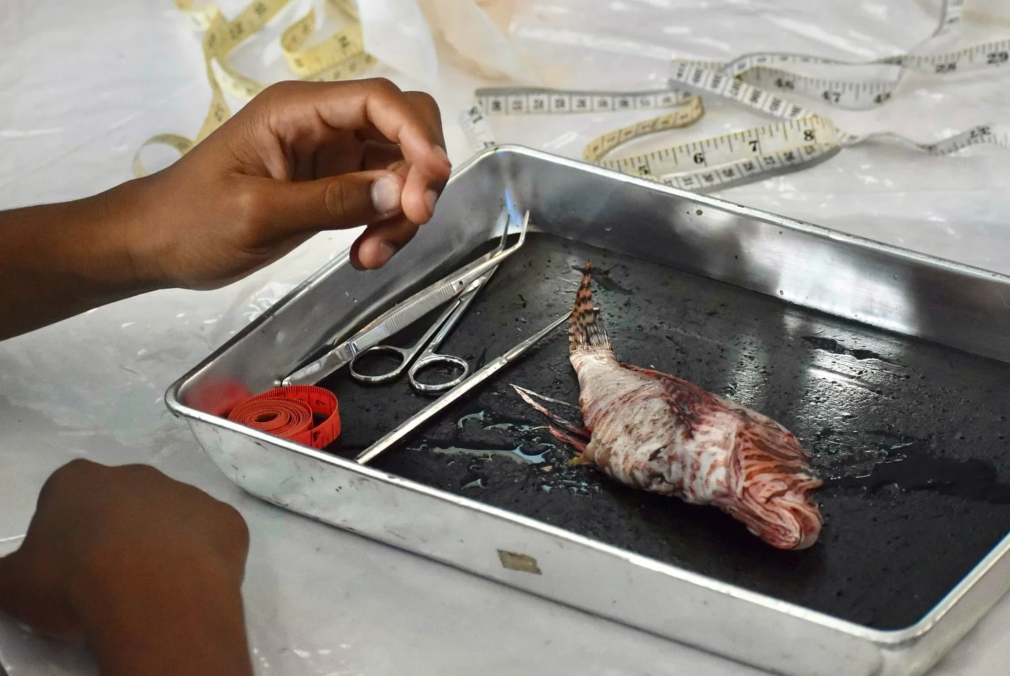 πΈ Remember dissecting frogs in middle school? This is way cooler! π
Tomorrow at 3 PM, join the Discovery Center for a hands-on lionfish dissection experience! π  These stunning invaders are causing chaos for Florida’s native fish, and now&rs