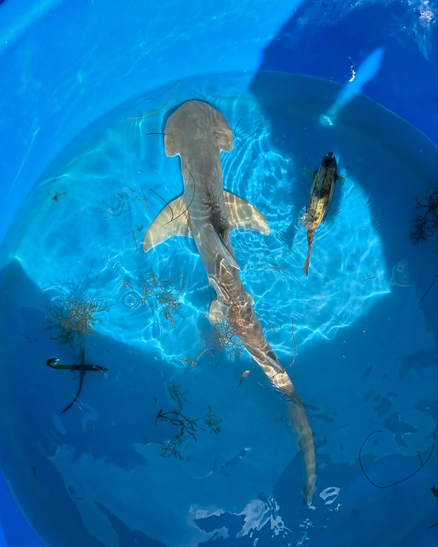 β΄οΈ Catch of the Day! π¦
Look what made a splash on our wildlife boat tour this weekend—a little bonnethead shark! Our tours aren’t just fun; they’re part of real scientific research! Every trip involves trawling the Bay and taking