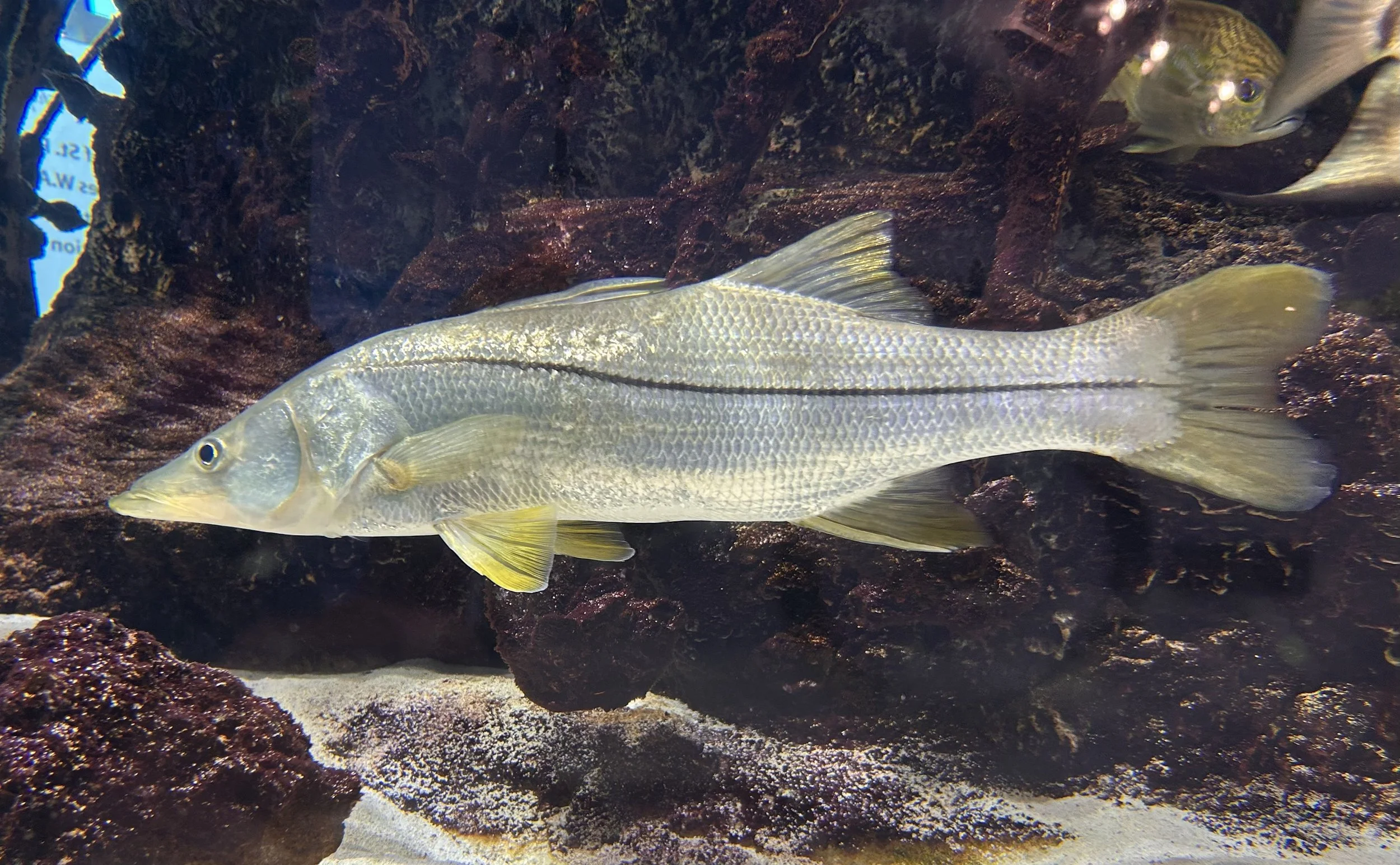 Spare That Snook: The Common Snook and Relevant Regulations
