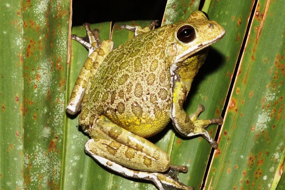 One of the Most Unique Frogs in FL: The Barking Tree Frog — Tampa Bay ...