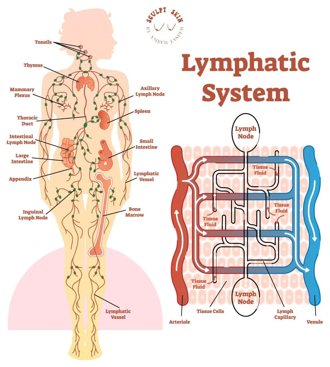 Lymphatic System Illustration Diagram