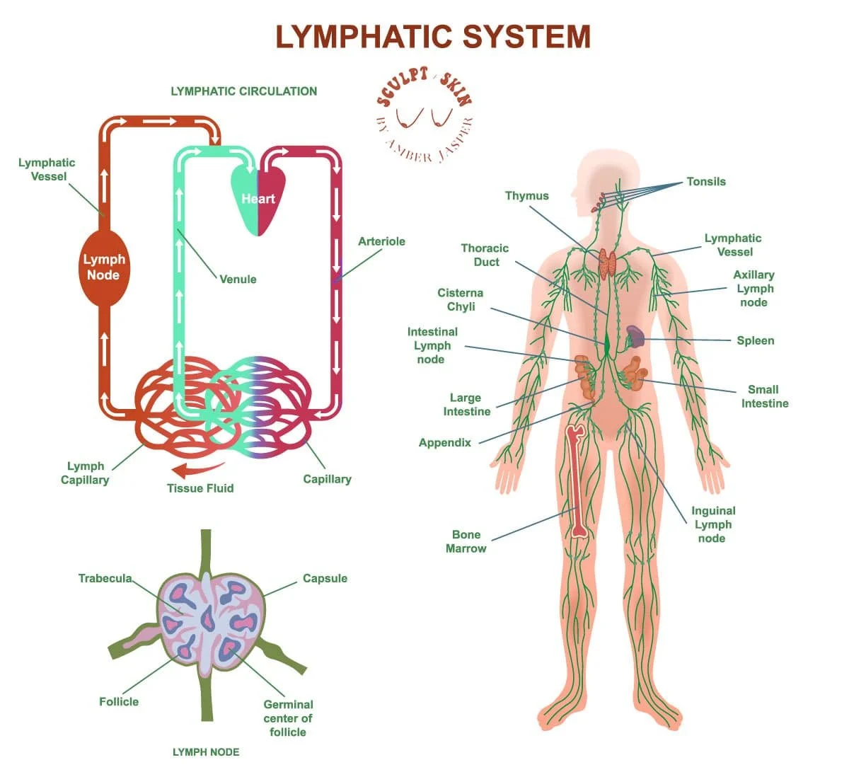 Lymphatic System