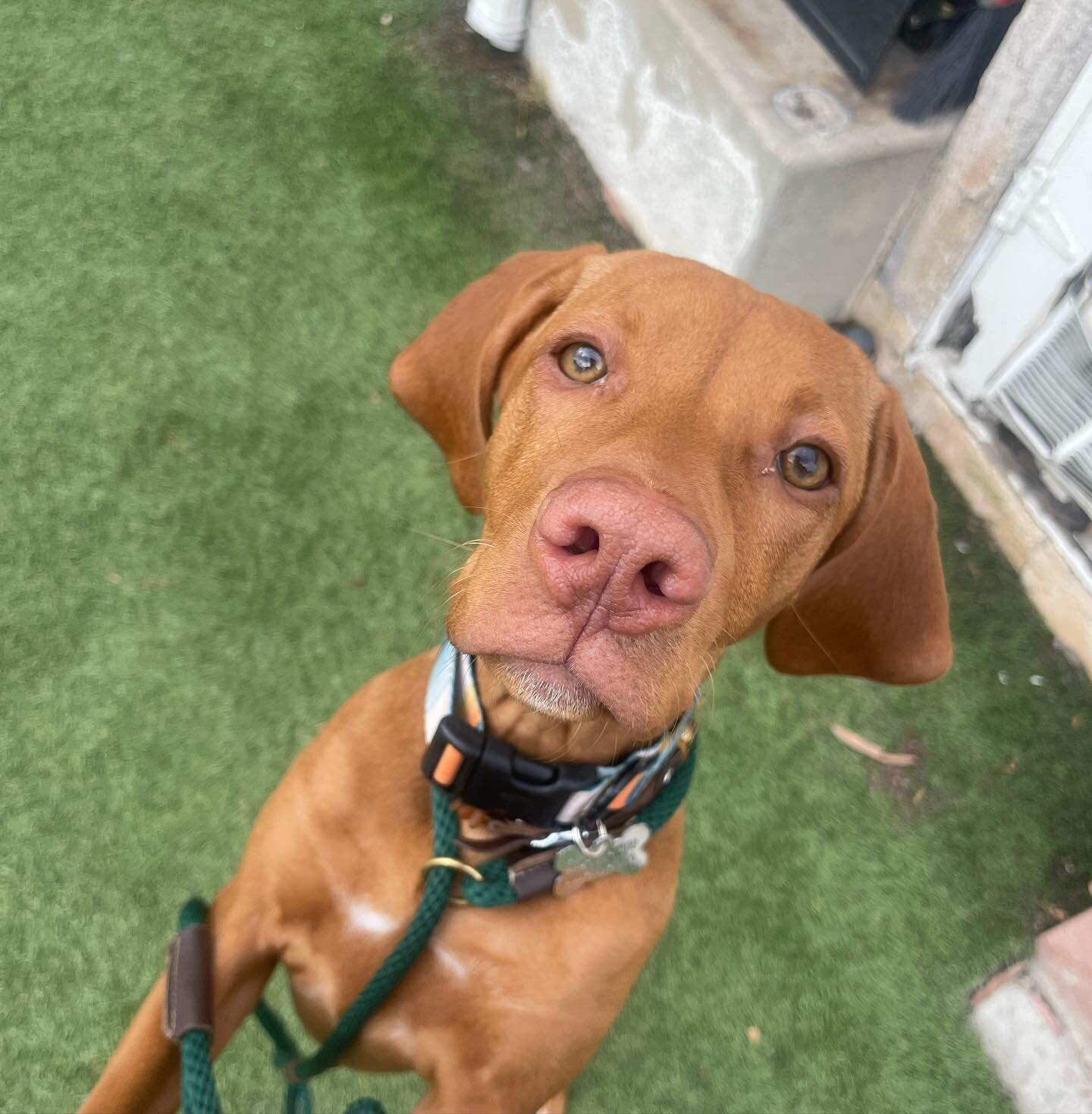 we love puppies here at Beachwood 🫶🏼 

Setting your puppy up for success BEFORE problem behaviors begin is so important. 

Stella did puppy lessons with us from 8 week olds &amp; now she is here for a 3 week board and train to make her an awesome f