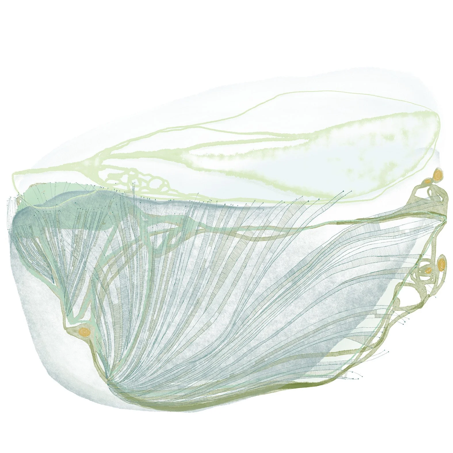 Water drawing remembering kelp_small.jpg