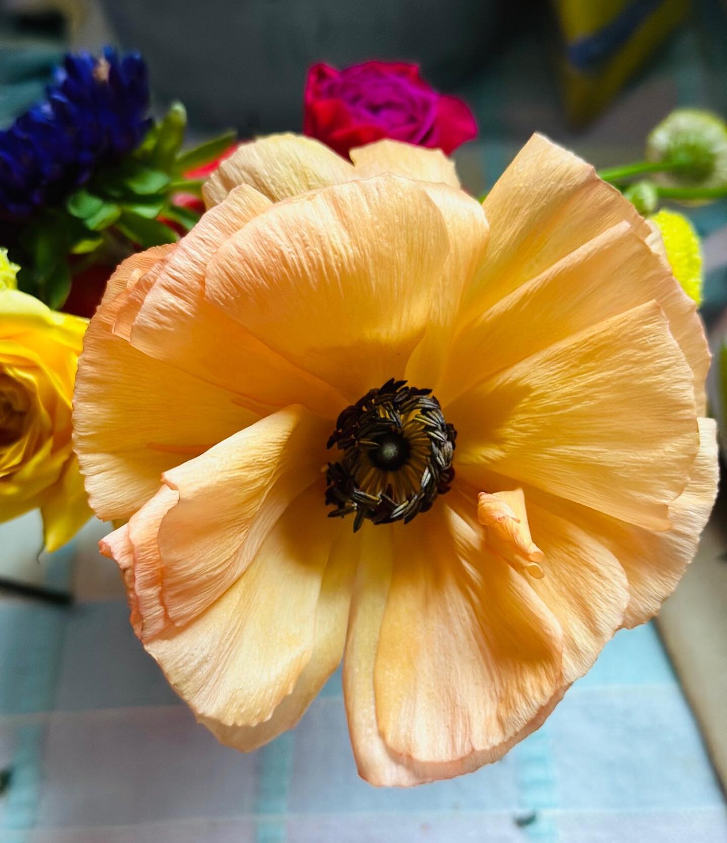 Hello beautiful Ranunculus! I almost overlooked this beauty because of where she was placed. I love how delicate and unique she is. Out of the bunch, this one was the only one that bloomed fully open. What a beautiful reminder that no matter the seas