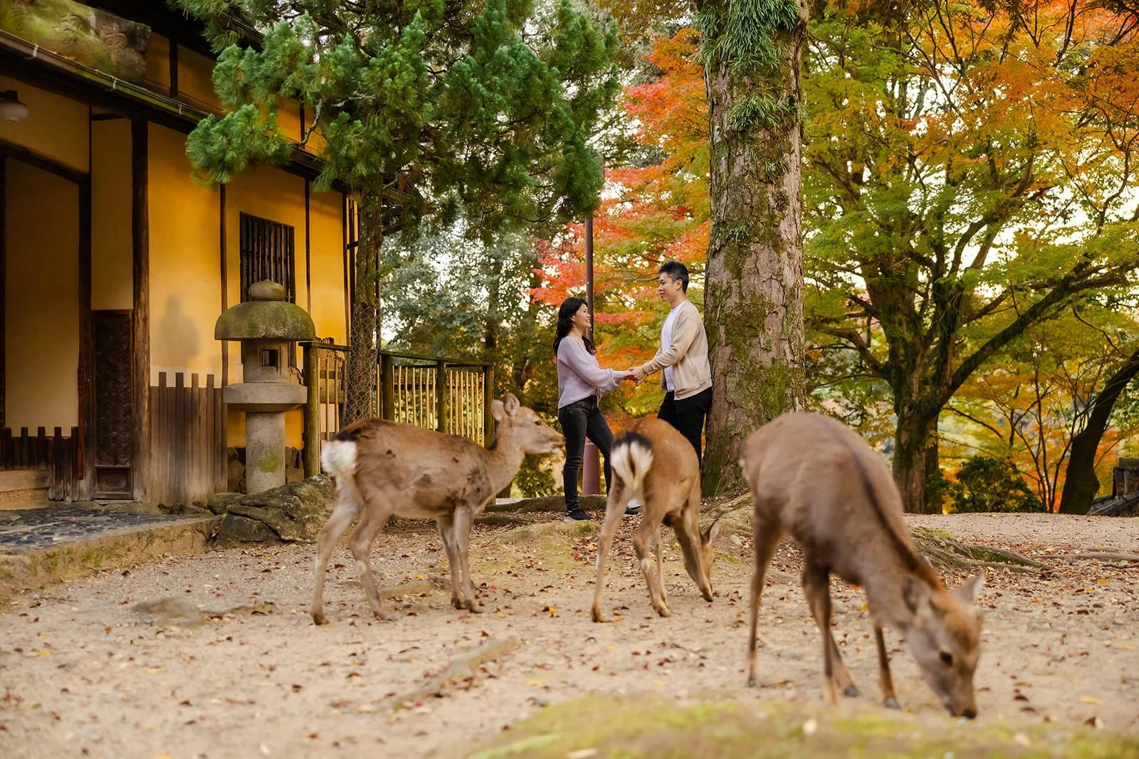 Family photoshoot with deer in Nara Park
