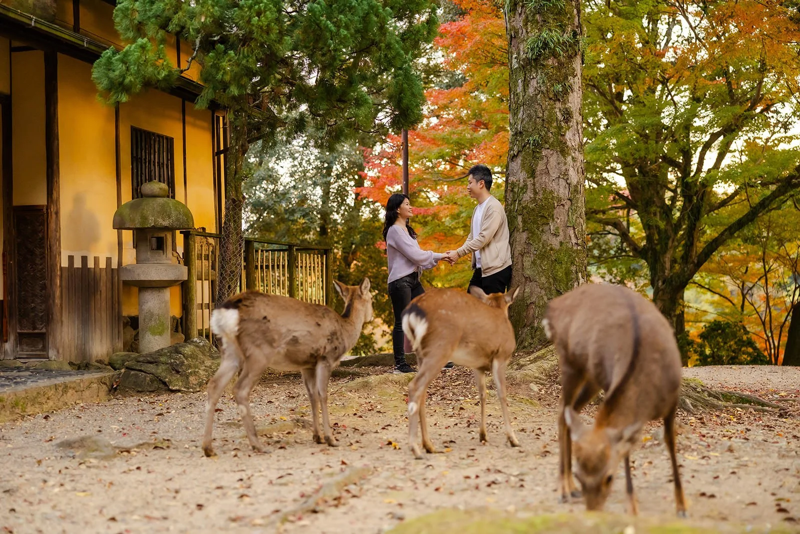 nara-park-couples-photoshoo-autumn (3).jpg