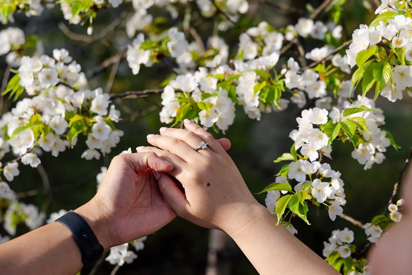 Proposal photoshoot at Maruyama Koen — cherry blossom