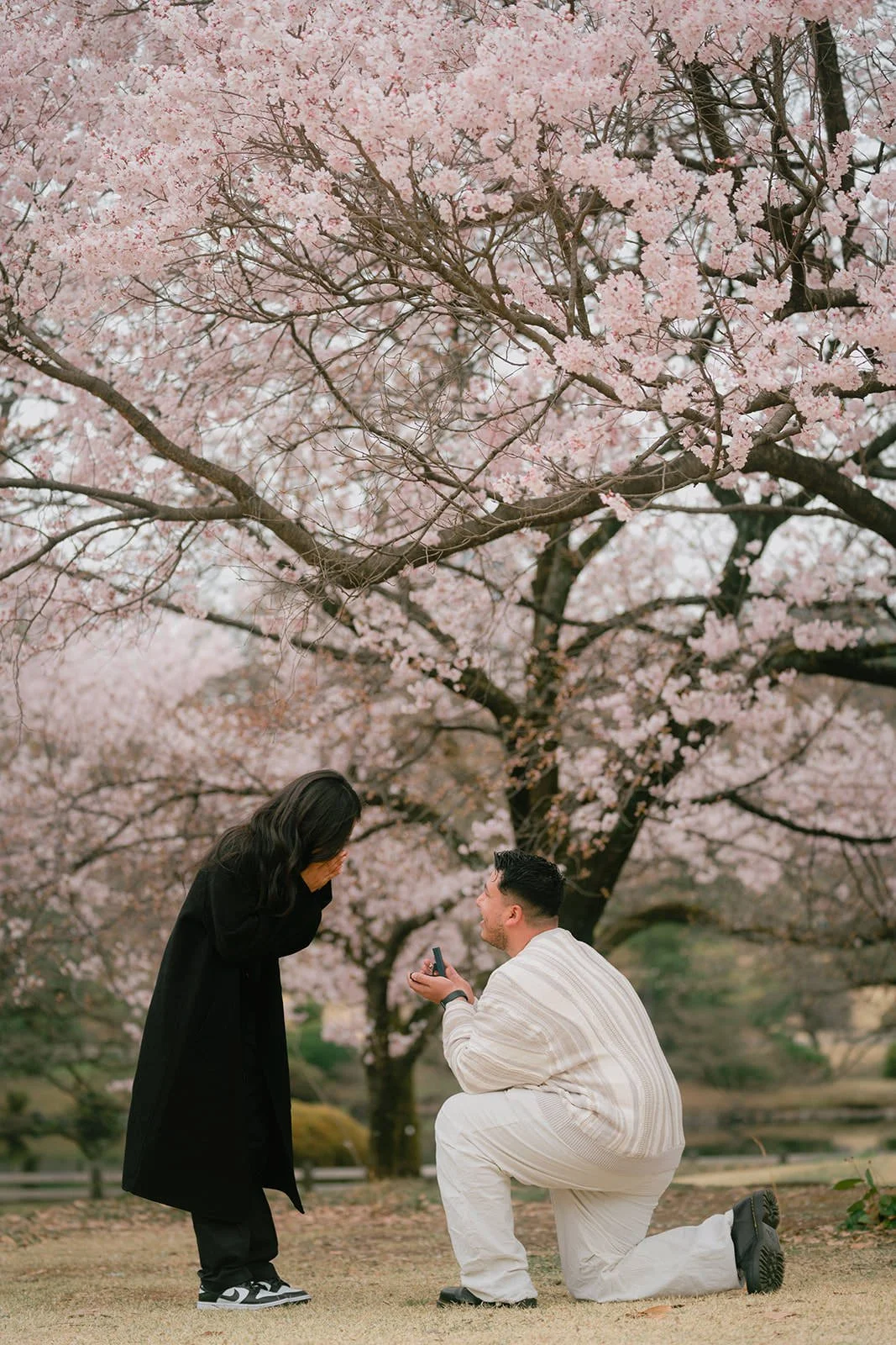 Proposal photoshoot at Shinjuku Gyoen — cherry blossom