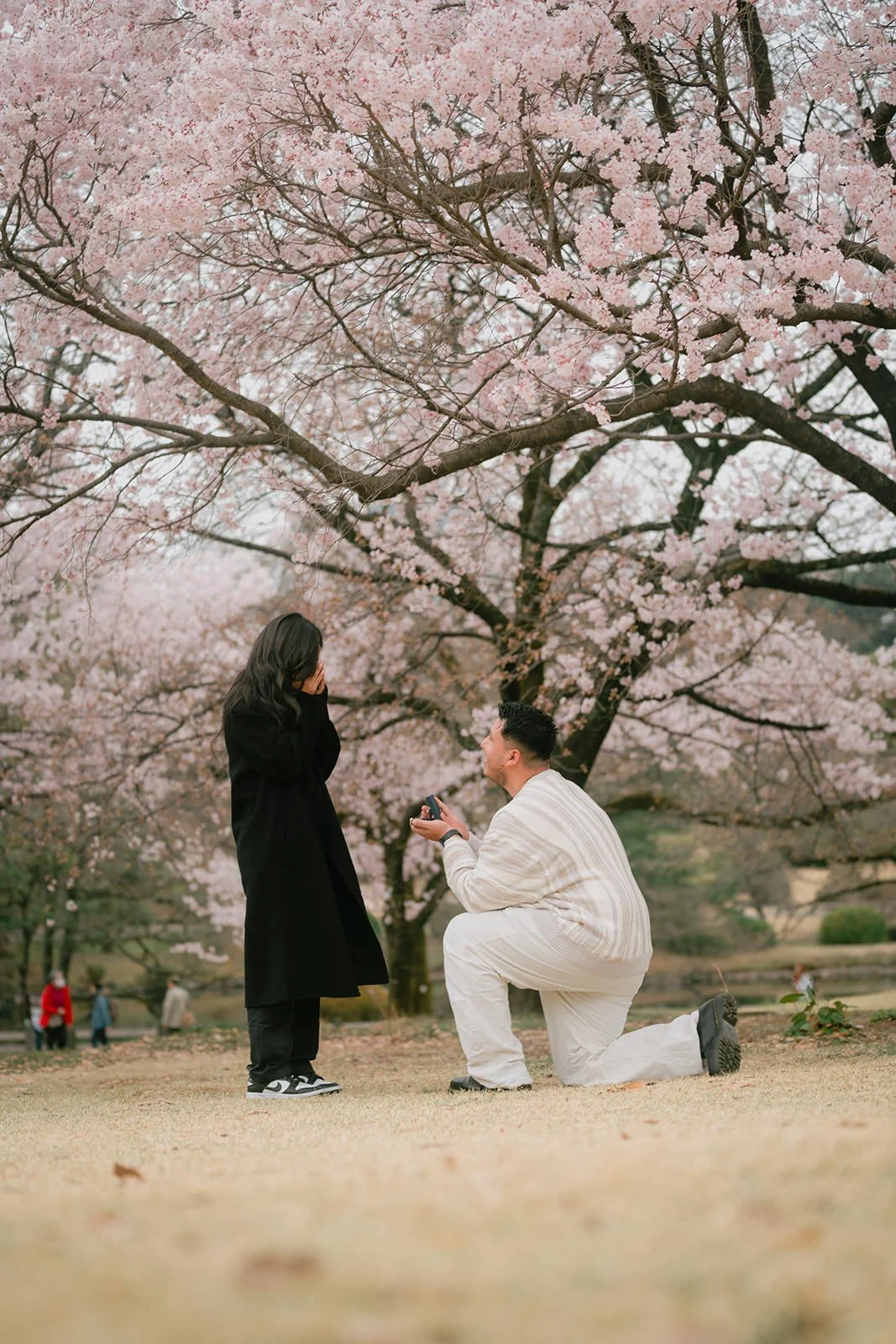 Proposal photoshoot at Shinjuku Gyoen — cherry blossom