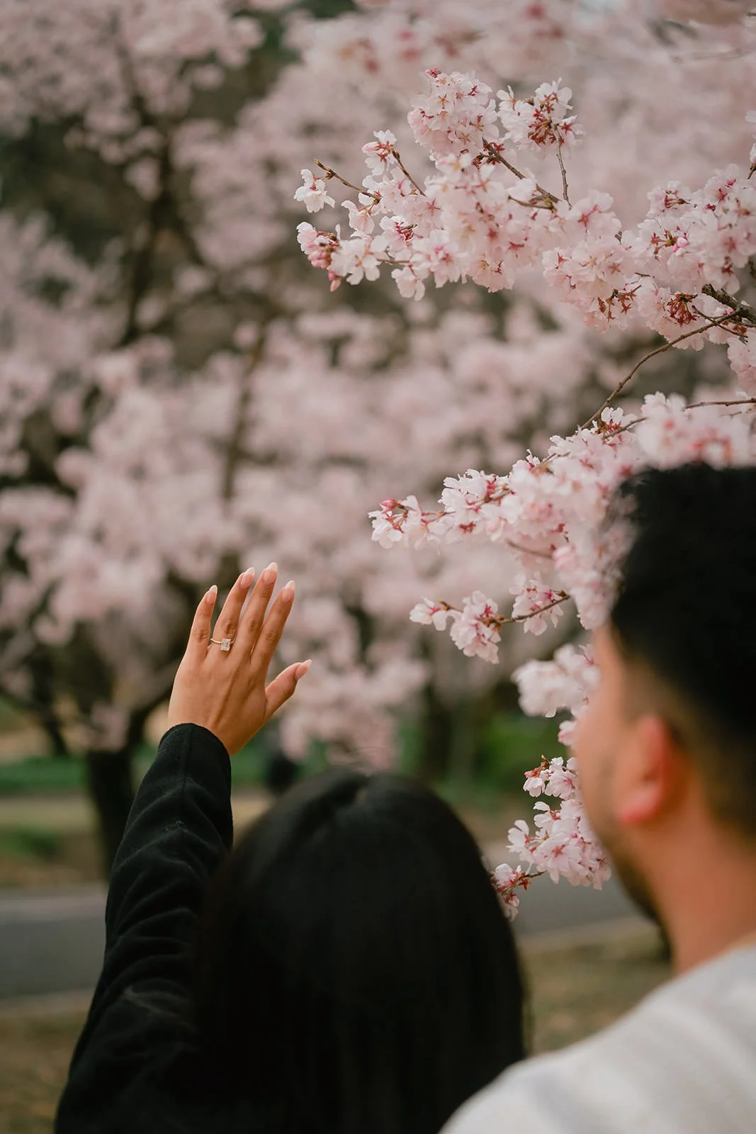 Proposal photoshoot at Shinjuku Gyoen — cherry blossom
