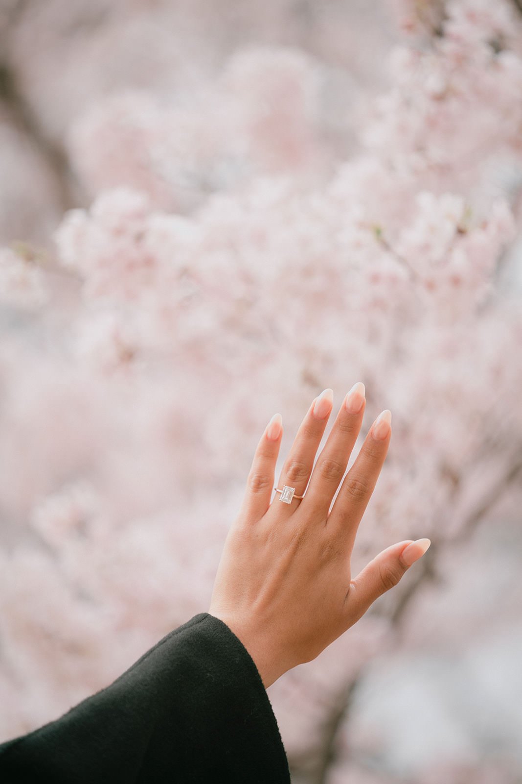 Proposal photoshoot at Shinjuku Gyoen — cherry blossom