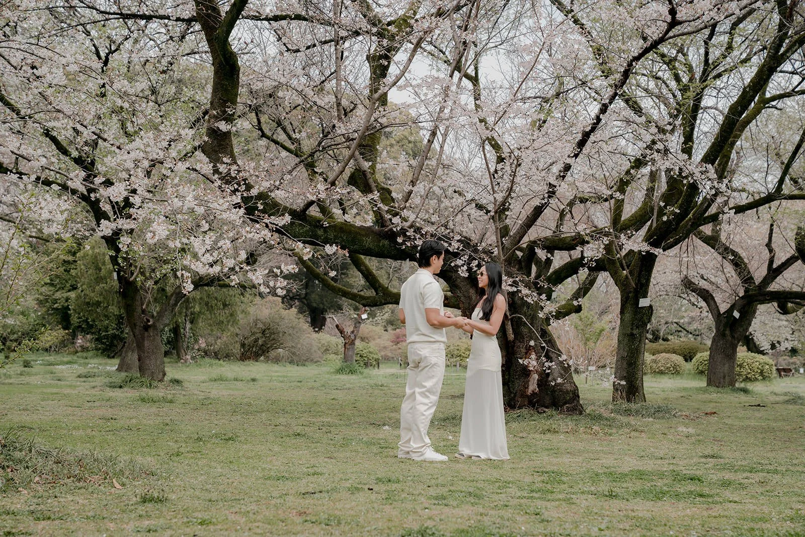 Surprise proposal under cherry blossoms Tokyo