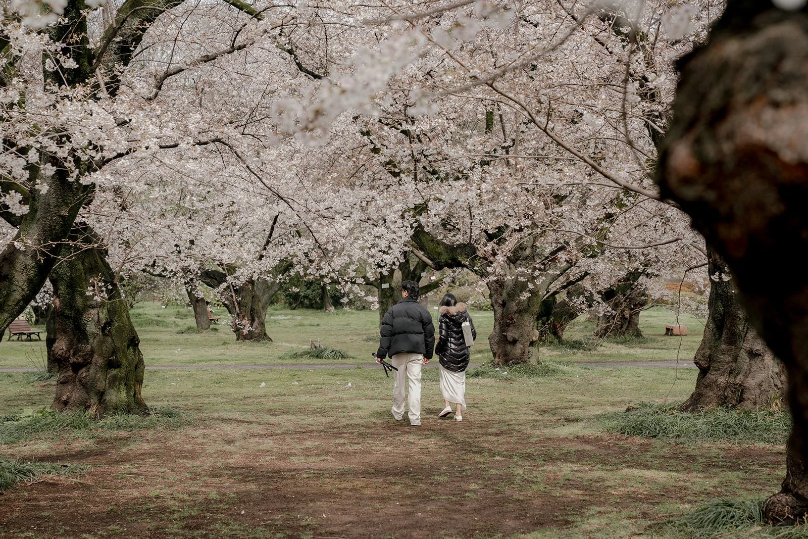 Cherry blossom proposal photography Tokyo spring
