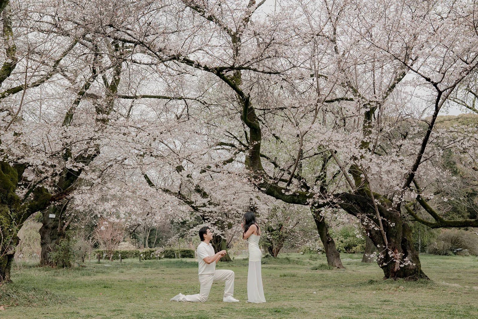 Engagement photography cherry blossom season Tokyo