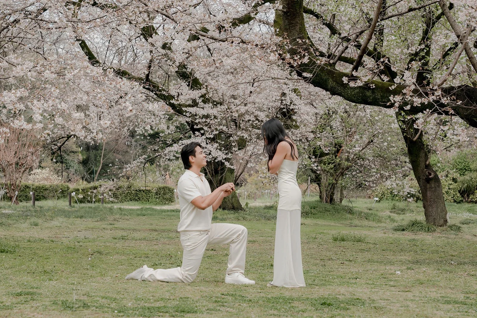Cherry blossom proposal Tokyo spring morning